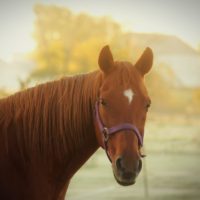 sheri-hooley-TNX9cykDAI4-unsplash sheri-hooley-TNX9cykDAI4-unsplash